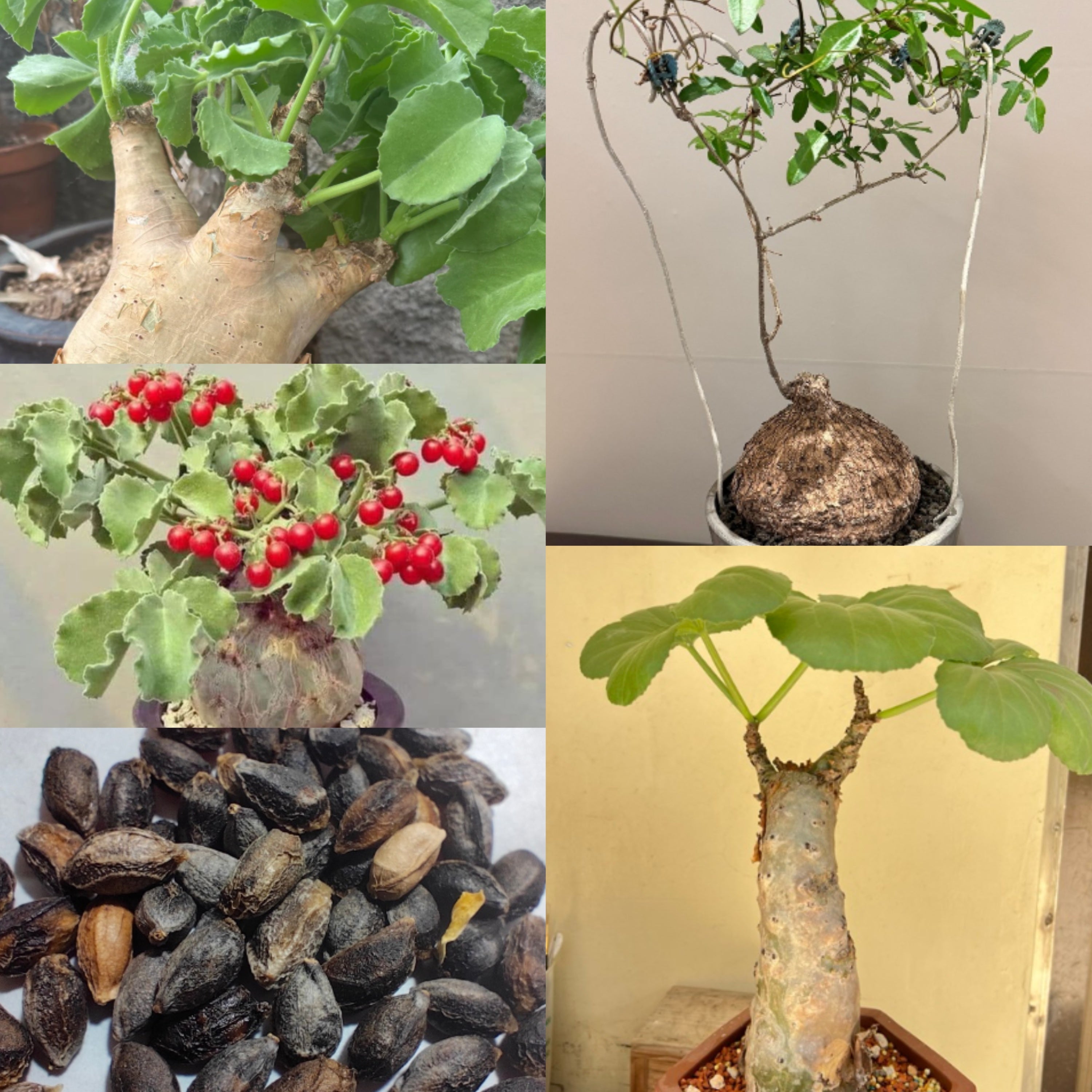 Cyphostemma mix 12 Seeds