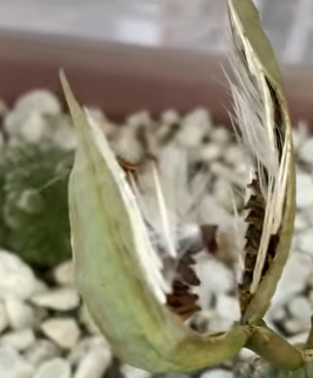 Pseudolithos mccoyi (yellow form) 5 Seeds