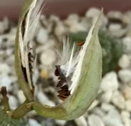 Pseudolithos mccoyi (yellow form) 5 Seeds