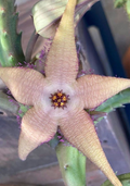 Stapelia schinzii var. angolensis 6 Seeds
