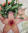 Stapelia Gigantea 6 Seeds