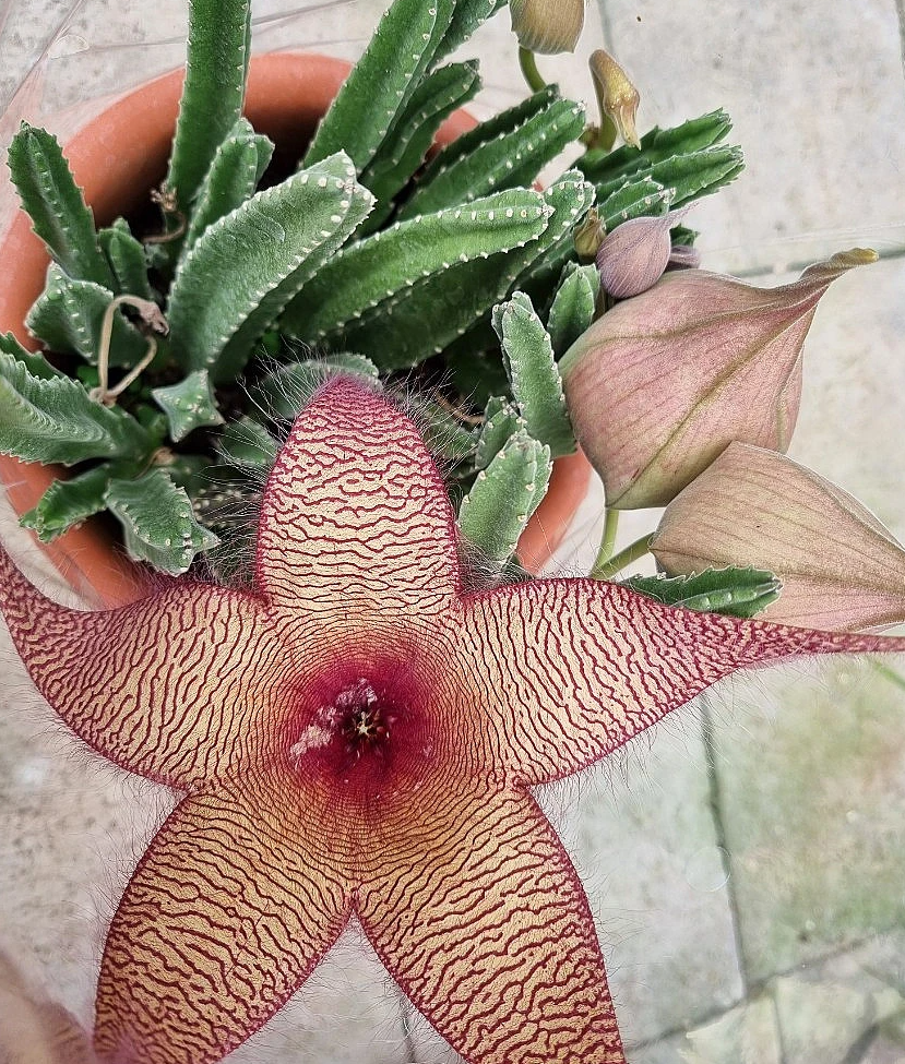 Stapelia Gigantea 6 Seeds