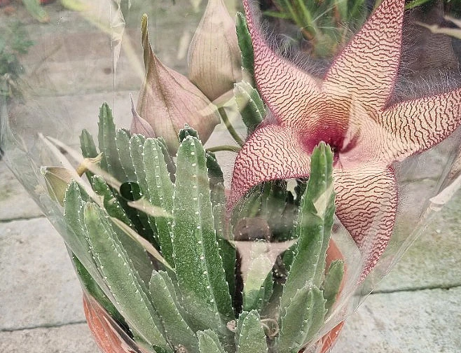 Stapelia Gigantea 6 Seeds