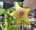 Stapelia verrucosa 6 Seeds