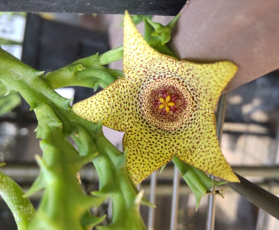 Stapelia verrucosa 6 Seeds