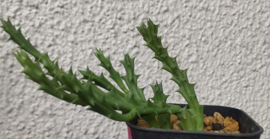 Stapelia verrucosa 6 Seeds