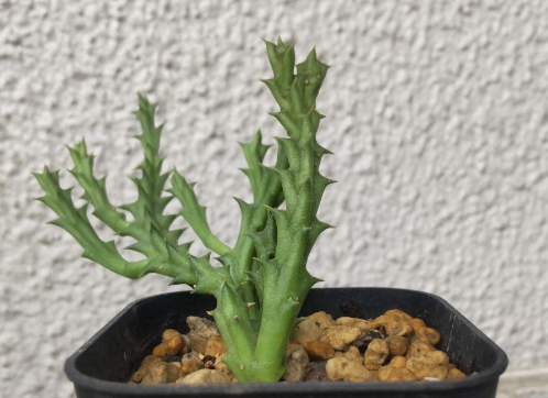 Stapelia verrucosa 6 Seeds