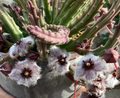 Stapelia paniculata ssp. paniculata 6 Seeds