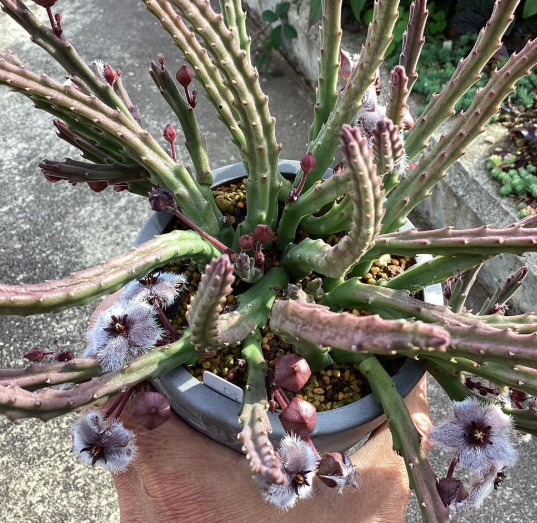 Stapelia paniculata ssp. paniculata 6 Seeds