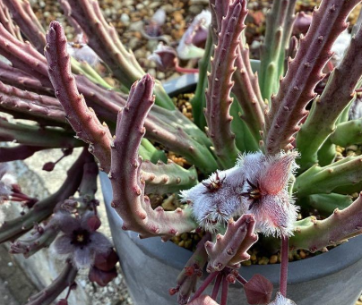 Stapelia paniculata ssp. paniculata 6 Seeds