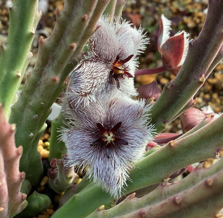 Stapelia paniculata ssp. paniculata 6 Seeds