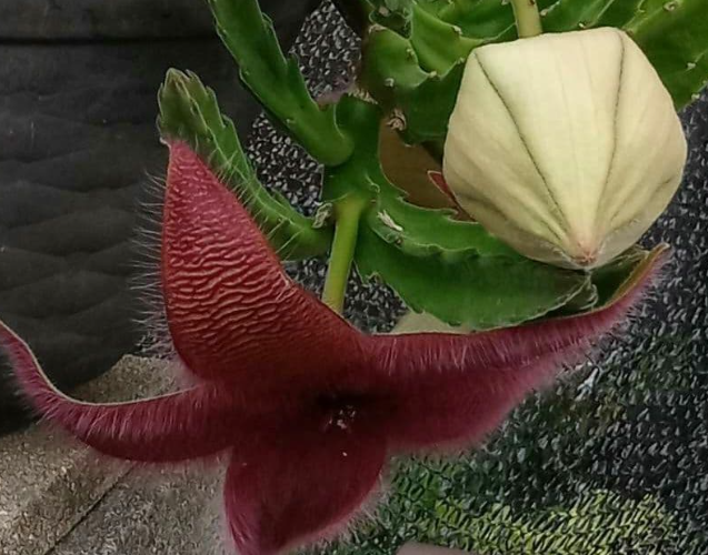 Stapelia grandiflora 6 Seeds