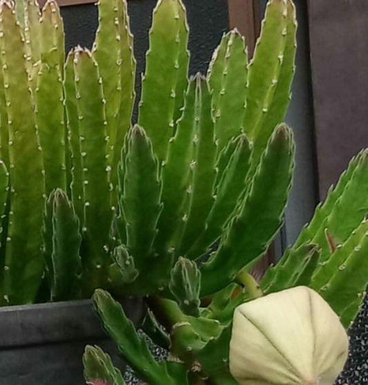 Stapelia grandiflora 6 Seeds