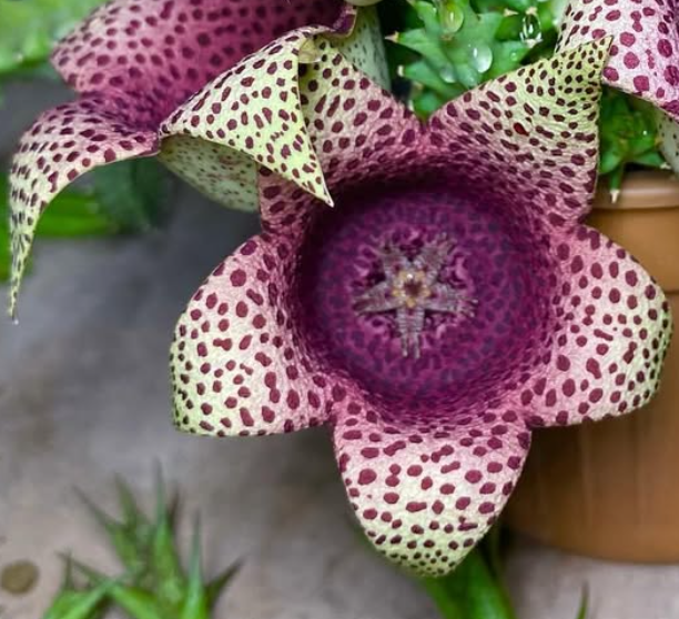 Orbea Variegata x Tavaresia barklyi 7 Seeds