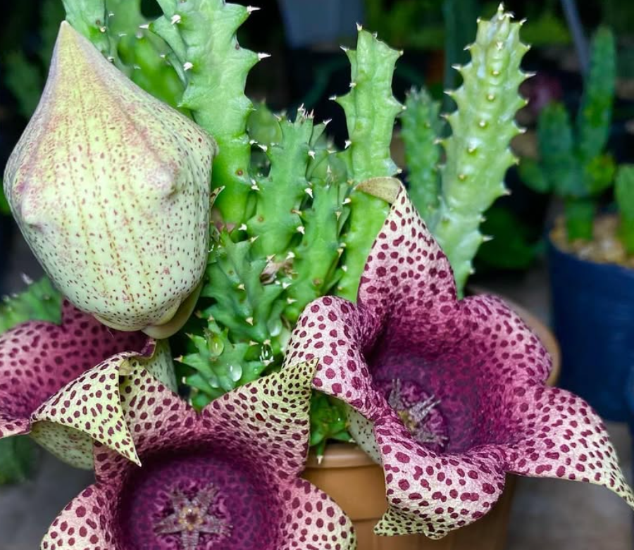 Orbea Variegata x Tavaresia barklyi 7 Seeds