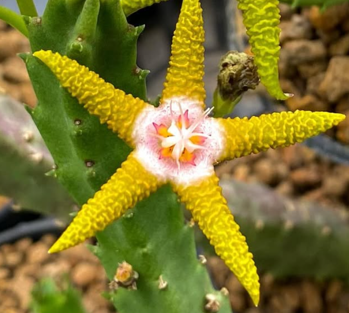 Stapelia flavopurpurea 6 Seeds
