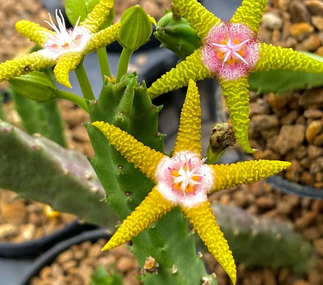 Stapelia flavopurpurea 6 Seeds