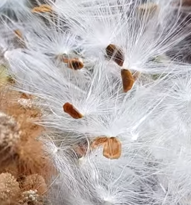 Huernia x pendurata 5 Seeds