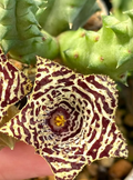 Huernia kennedyana 5 Seeds