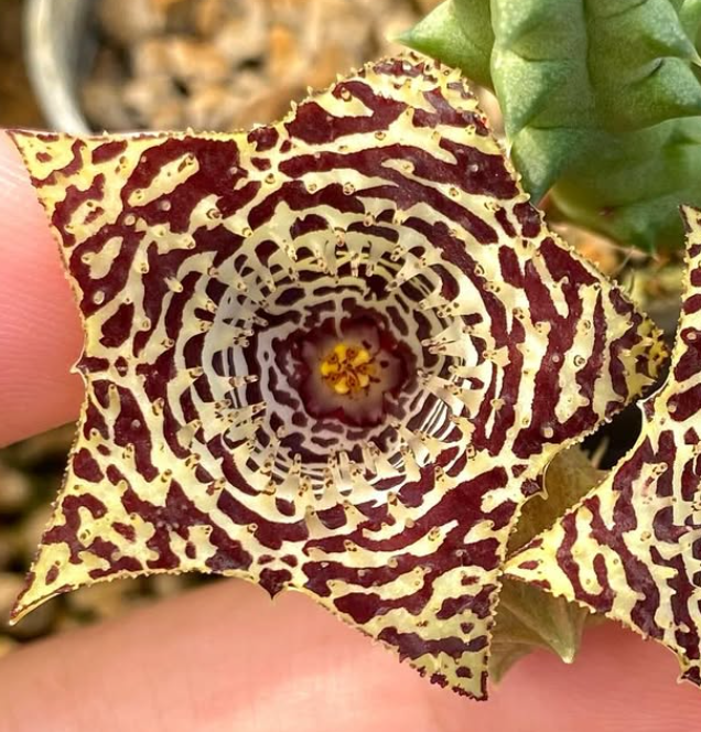 Huernia kennedyana 5 Seeds