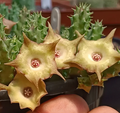 Huervalia 'Pointy Birds' 7 Seeds