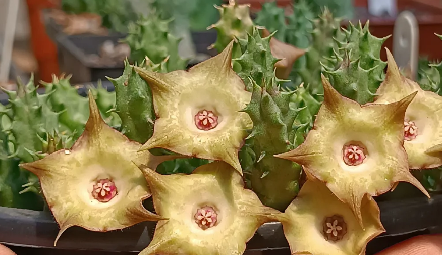 Huervalia 'Pointy Birds' 7 Seeds