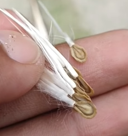 Duvaliandra dioscoridis 5 Seeds