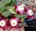 Duvalia pillansii 5 Seeds