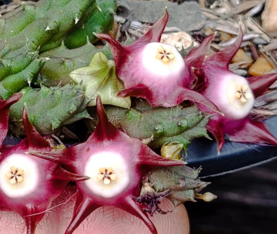 Duvalia pillansii 5 Seeds