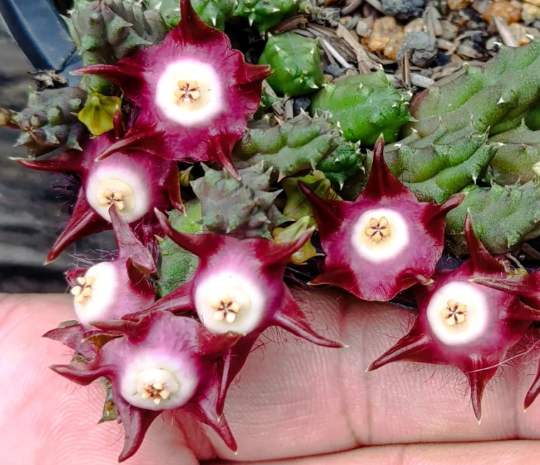 Duvalia pillansii 5 Seeds