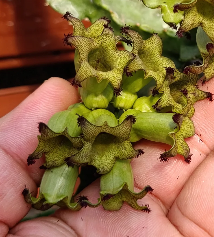 Caralluma solenophora aka Cylindrilluma solenophora 5 Seeds