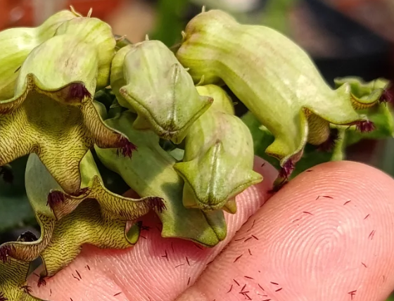Caralluma solenophora aka Cylindrilluma solenophora 5 Seeds