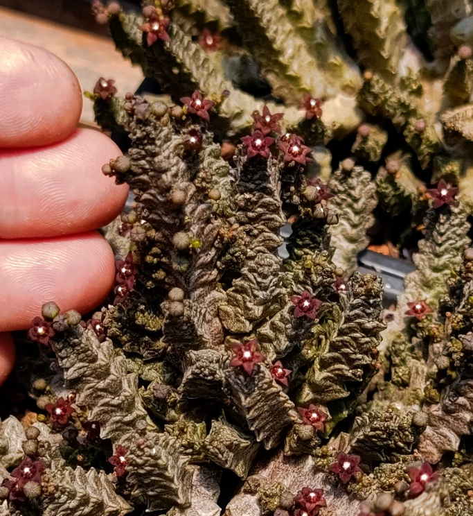 Pseudolithos mccoyi 5 Seeds