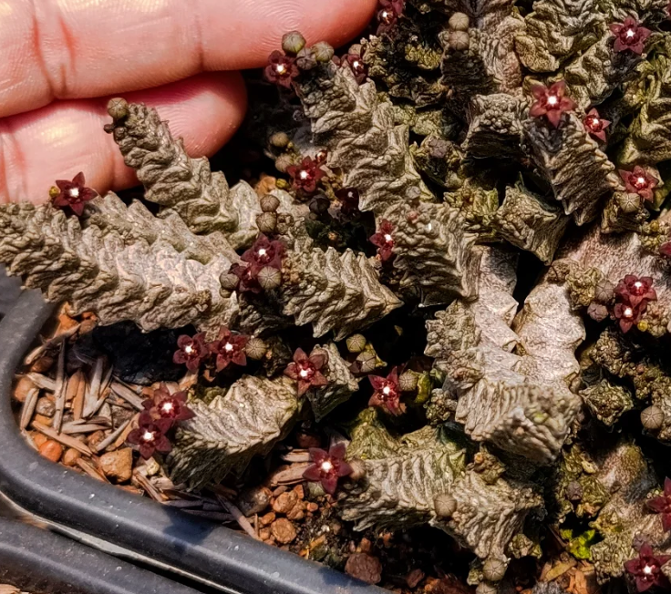 Pseudolithos mccoyi 5 Seeds