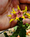 Caralluma 'Candle Flame' 5 Seeds