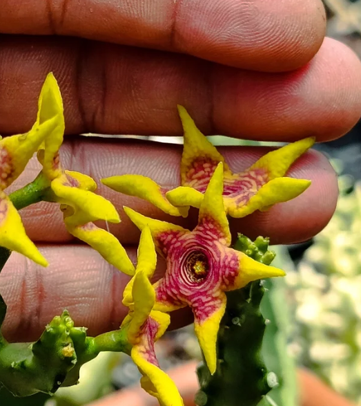 Caralluma 'Candle Flame' 5 Seeds