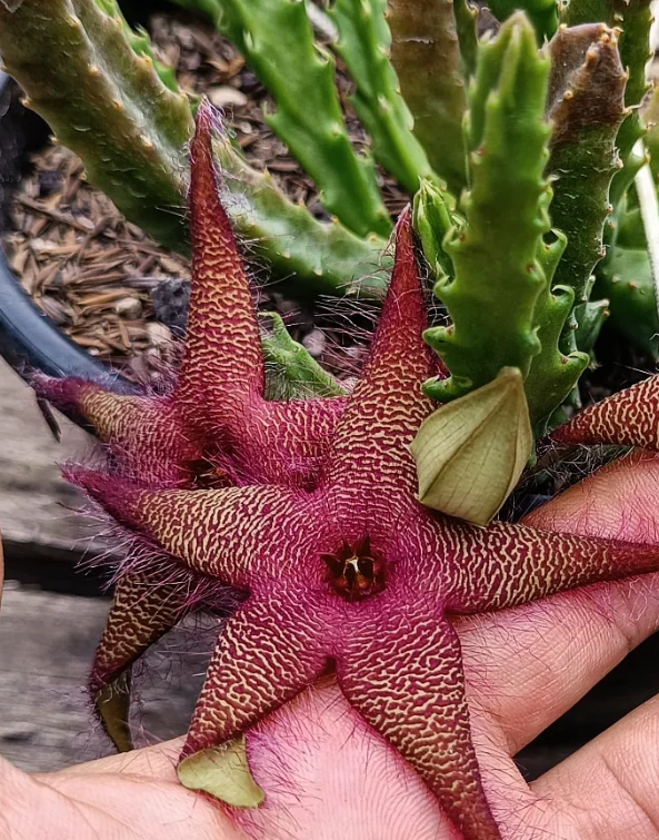 Stapelia hirsuta x Orbea lutea ssp vaga 7 Seeds