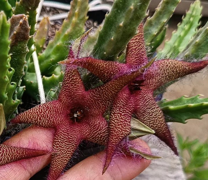 Stapelia hirsuta x Orbea lutea ssp vaga 7 Seeds