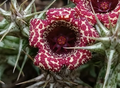 Stapelianthuernia 'Hardkerii' 5 Seeds