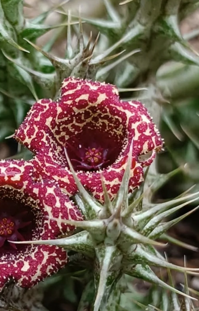 Stapelianthuernia 'Hardkerii' 5 Seeds