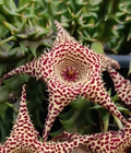 Huerorbea 'Desert Spine ' 5 Seeds