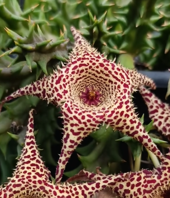 Huerorbea 'Desert Spine ' 5 Seeds