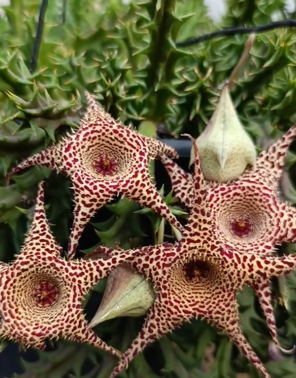 Huerorbea 'Desert Spine ' 5 Seeds