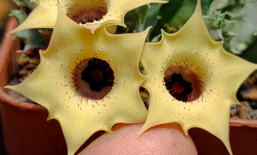 Huernia 'Aurora' 5 Seeds