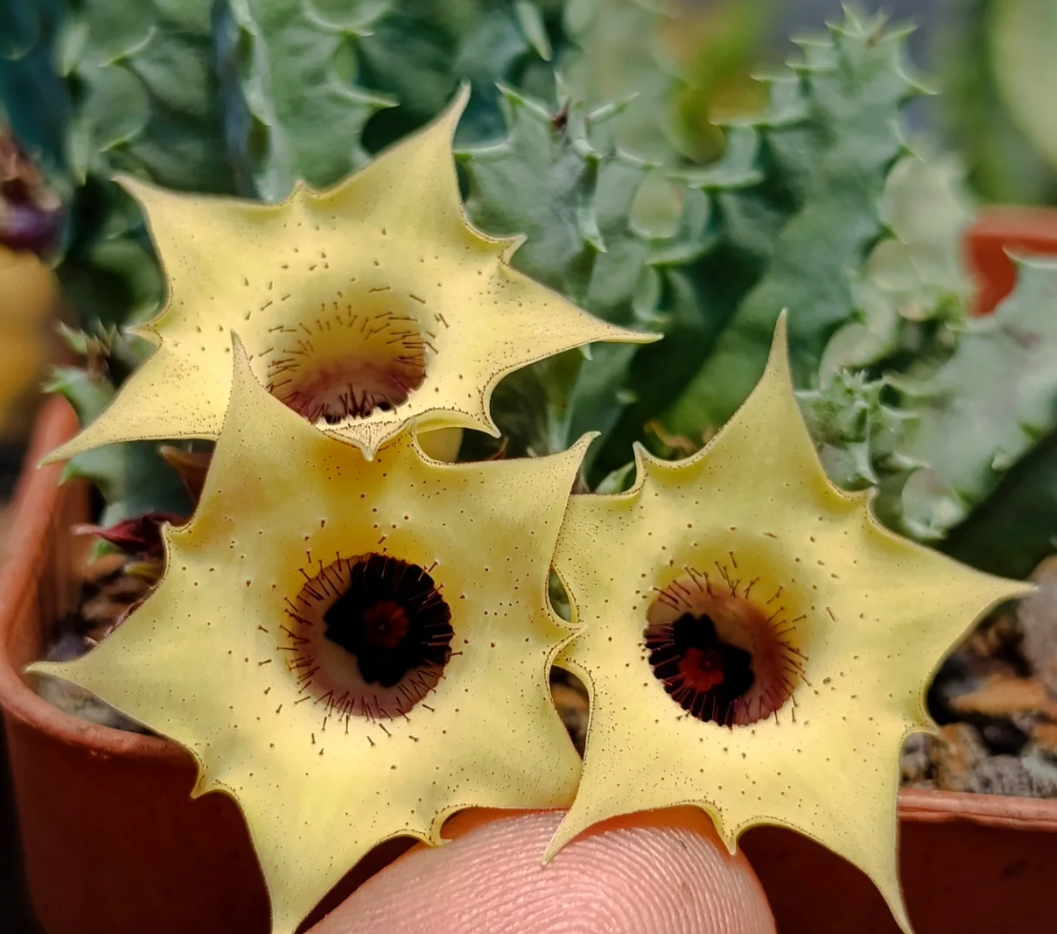 Huernia 'Aurora' 5 Seeds