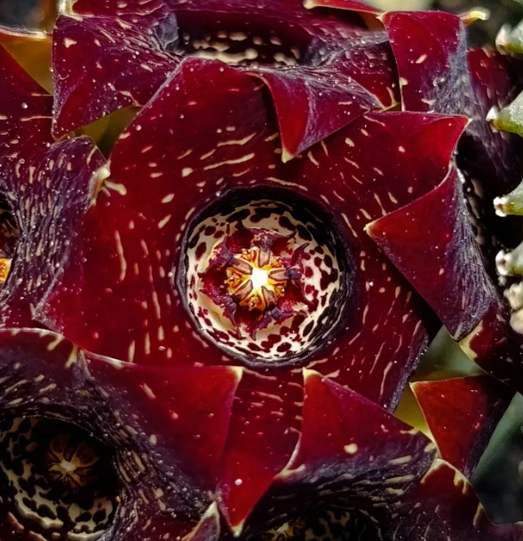 Caralluma truncato-coronata 5 Seeds