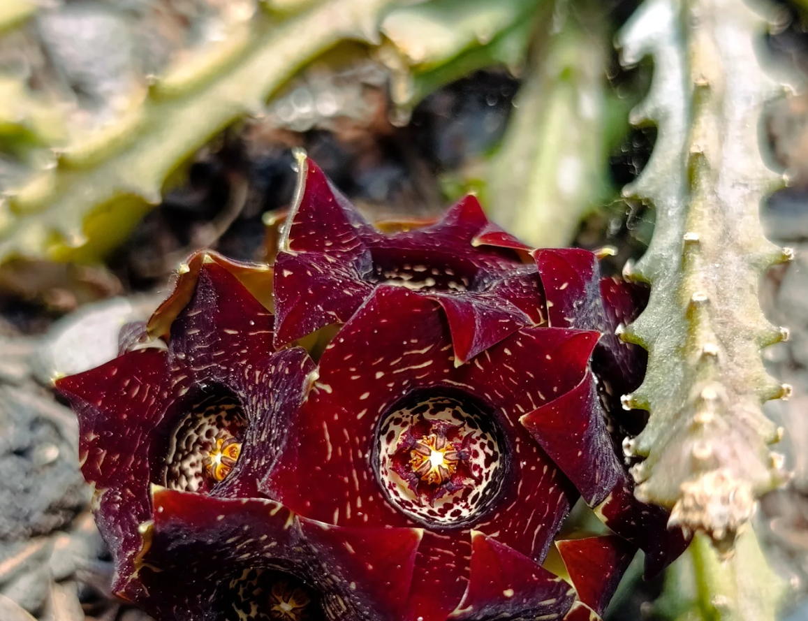 Caralluma truncato-coronata 5 Seeds