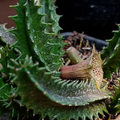 Huernia levyi 5 Seeds