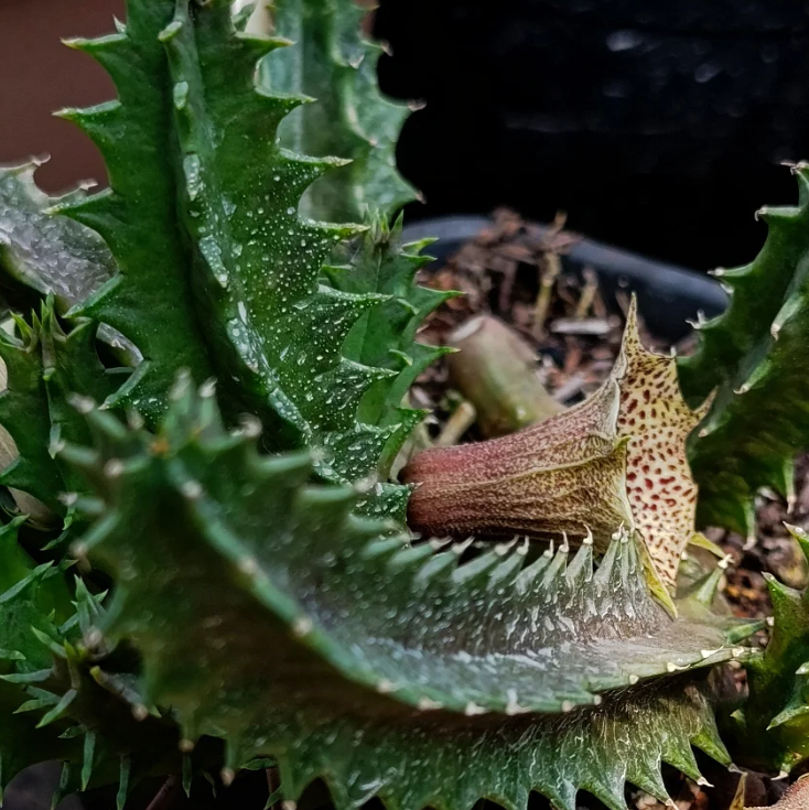 Huernia levyi 5 Seeds