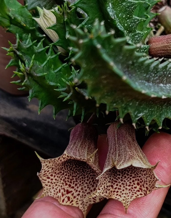 Huernia levyi 5 Seeds